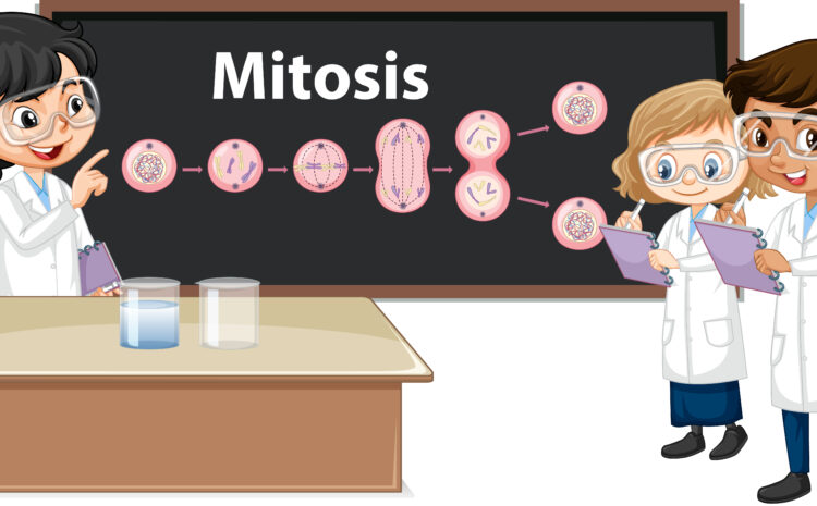  Apa Itu Pembelahan Meiosis? Inilah Perbedaan Pembelahan Mitosis dan Meiosis!